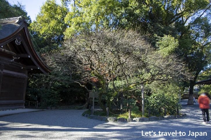 ならずの梅：熱田神宮の見どころ(39)