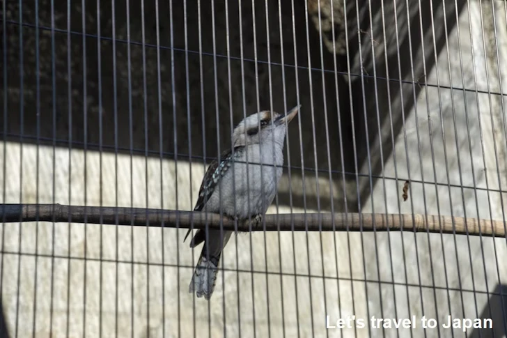 動物園北園：東山動植物園の見どころ(19)