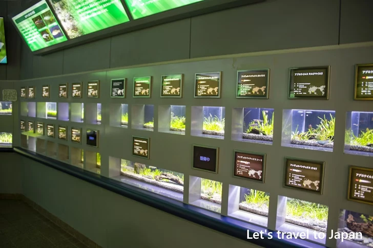 世界のメダカ館：東山動植物園の見どころ(21)