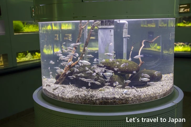 世界のメダカ館：東山動植物園の見どころ(22)