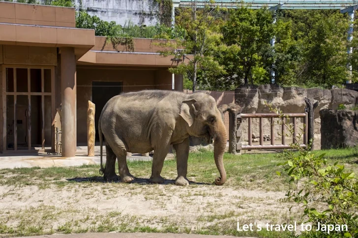 動物園本園：東山動植物園の見どころ(2)