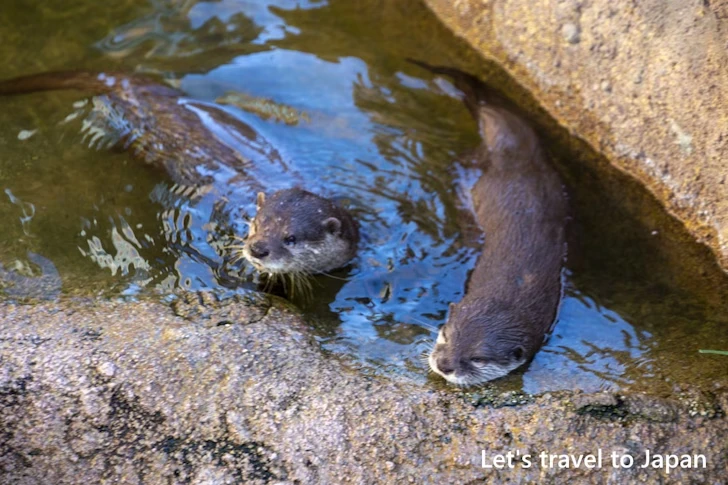 動物園本園：東山動植物園の見どころ(3)