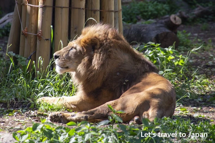 動物園本園：東山動植物園の見どころ(4)