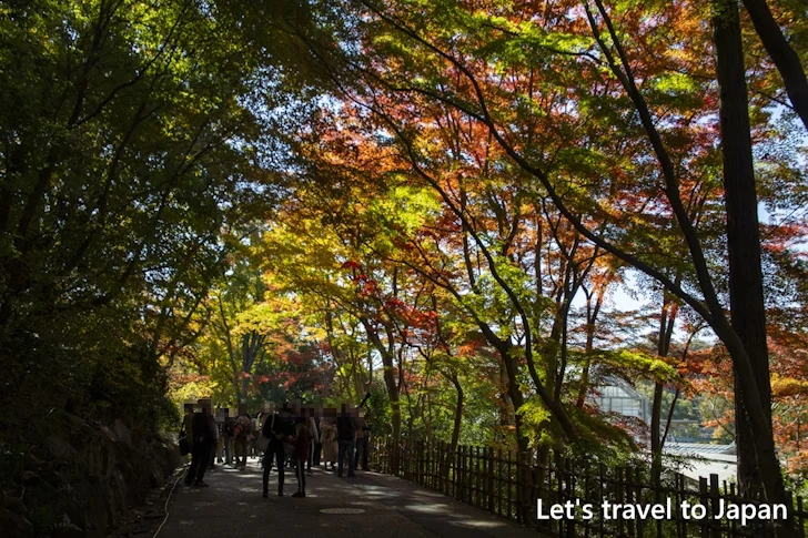 東山動植物園の紅葉：東山動植物園の見どころ(63)
