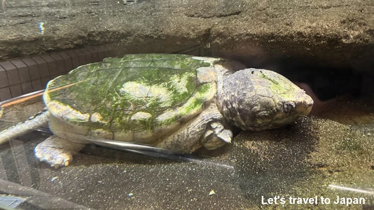 自然動物館：東山動植物園の見どころ(3)