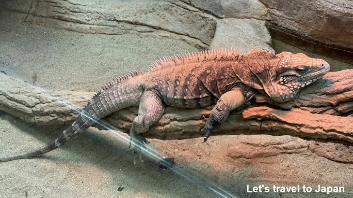自然動物館：東山動植物園の見どころ(4)