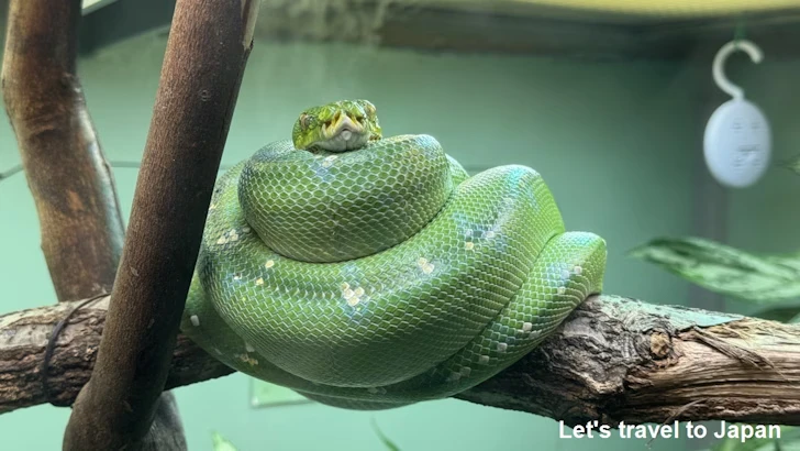 自然動物館：東山動植物園の見どころ(5)
