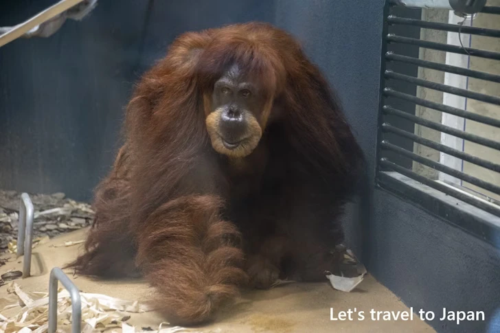 動物園本園：東山動植物園の見どころ(6)