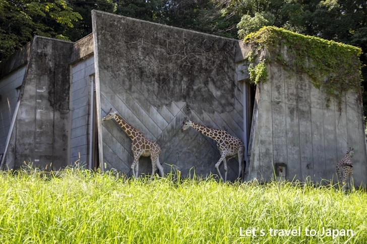 動物園本園：東山動植物園の見どころ(8)