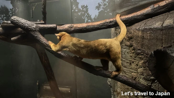 スターライトハウス：東山動植物園自然動物館(4)