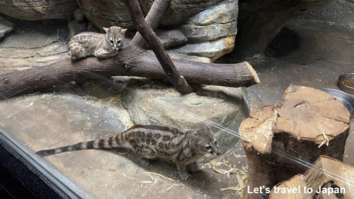 スターライトハウス：東山動植物園自然動物館(9)