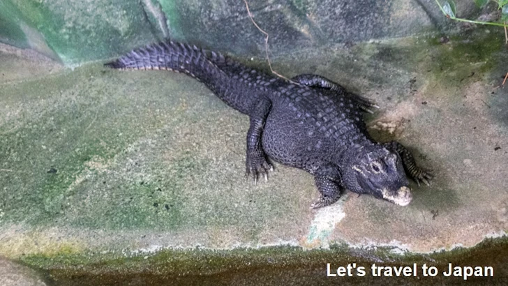 プロムナード：東山動植物園自然動物館(5)