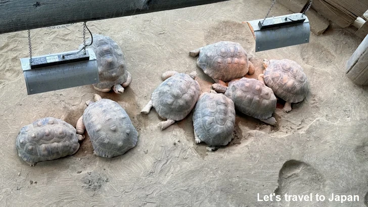 プロムナード：東山動植物園自然動物館(6)