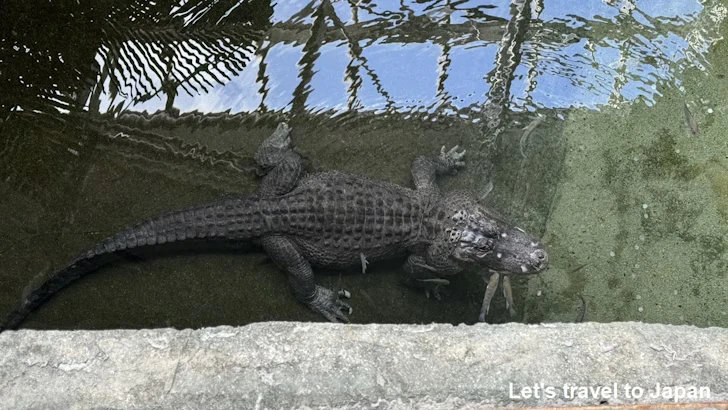プロムナード：東山動植物園自然動物館(7)