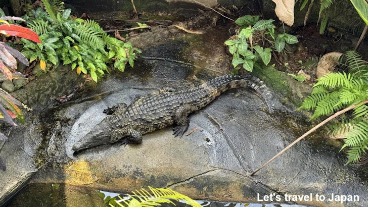 プロムナード：東山動植物園自然動物館(8)