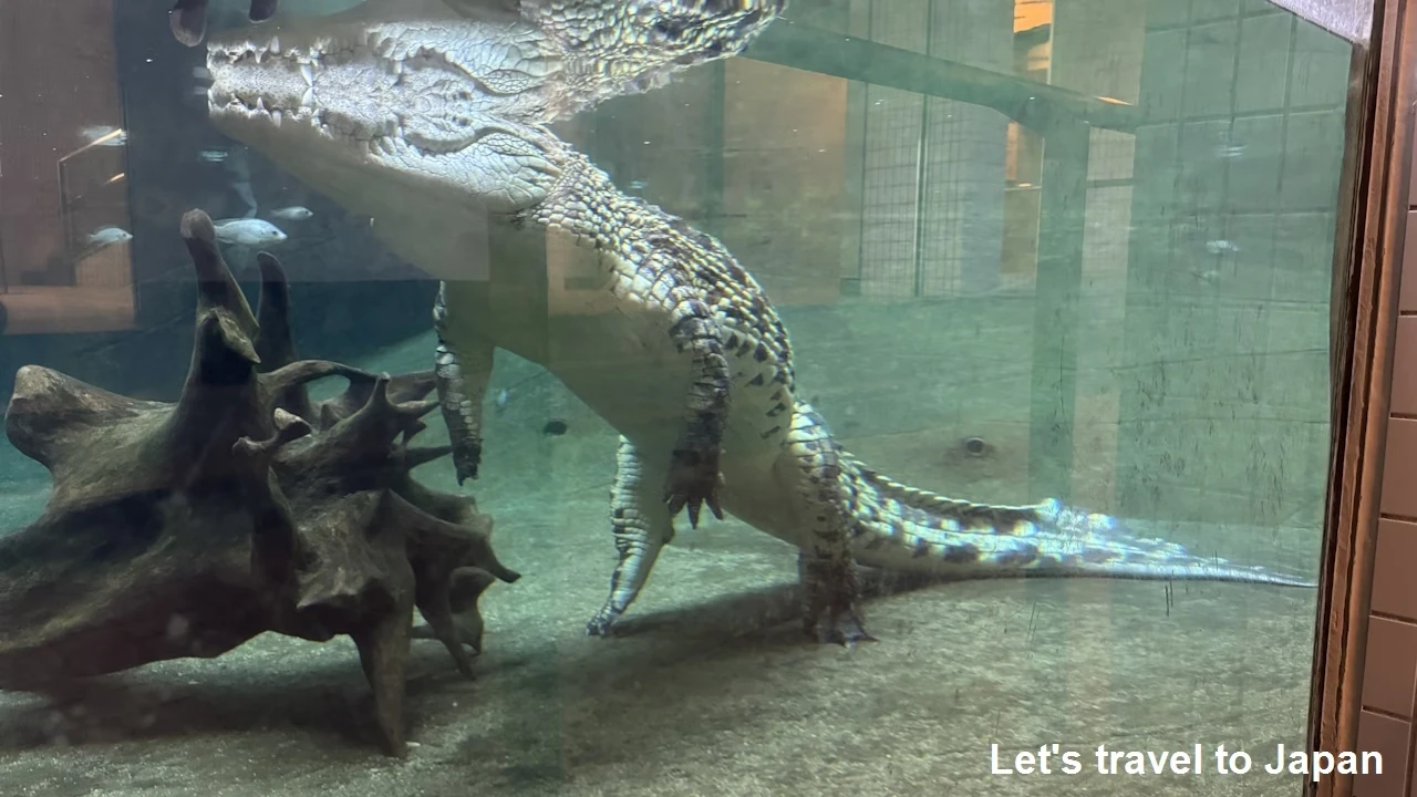 プロムナード：東山動植物園自然動物館(9)