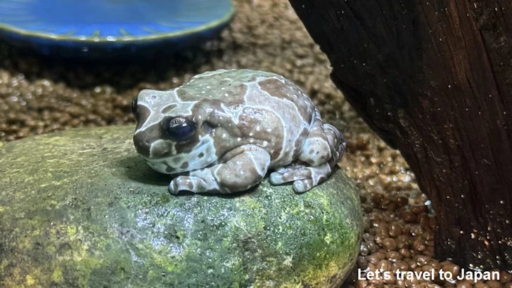 両生類エリア：東山動植物園自然動物館(4)