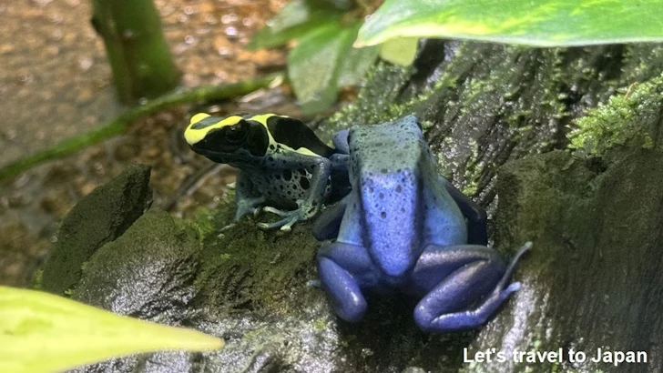 両生類エリア：東山動植物園自然動物館(5)
