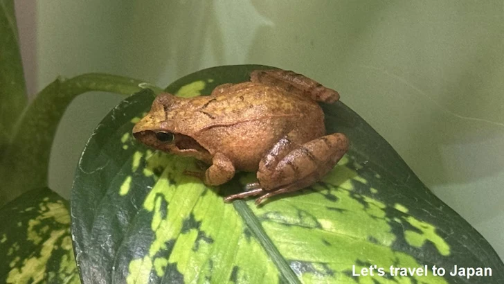 両生類エリア：東山動植物園自然動物館(6)