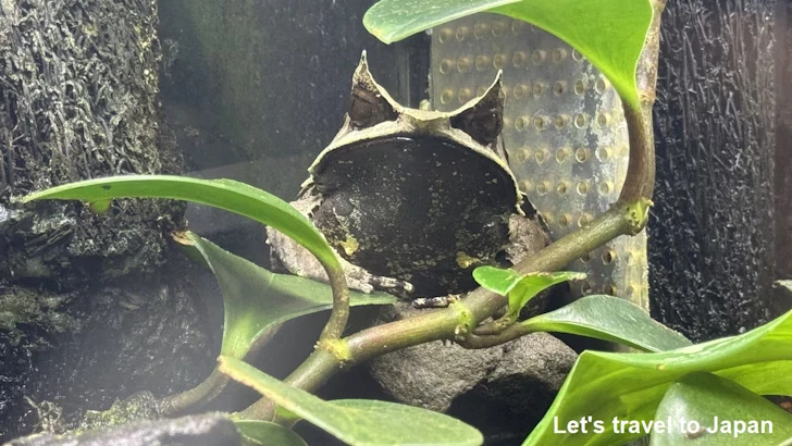 両生類エリア：東山動植物園自然動物館(7)