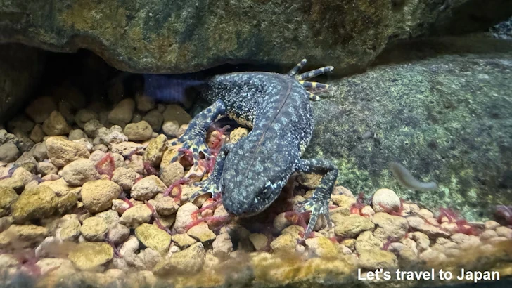 両生類エリア：東山動植物園自然動物館(8)