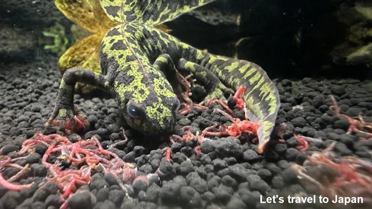 両生類エリア：東山動植物園自然動物館(9)