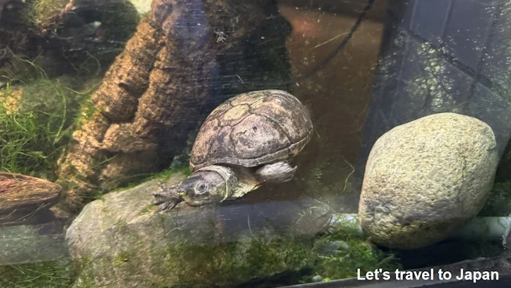 両生類エリア：東山動植物園自然動物館(10)