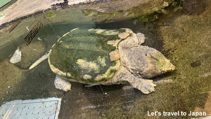 両生類エリア：東山動植物園自然動物館(11)