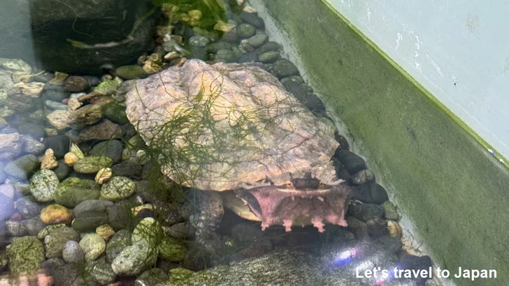 両生類エリア：東山動植物園自然動物館(12)