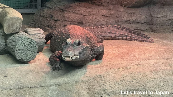 爬虫類エリア：東山動植物園自然動物館(2)
