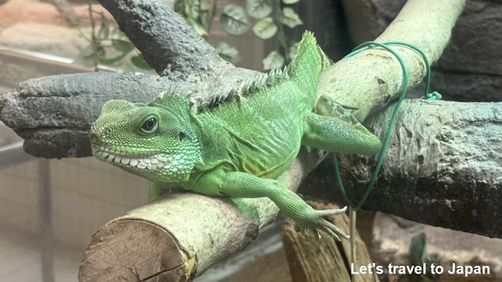 爬虫類エリア：東山動植物園自然動物館(3)