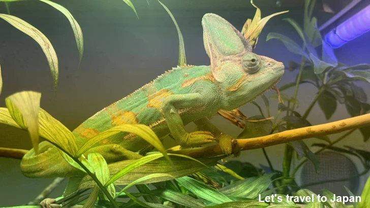 爬虫類エリア：東山動植物園自然動物館(5)
