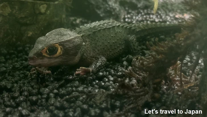 爬虫類エリア：東山動植物園自然動物館(6)