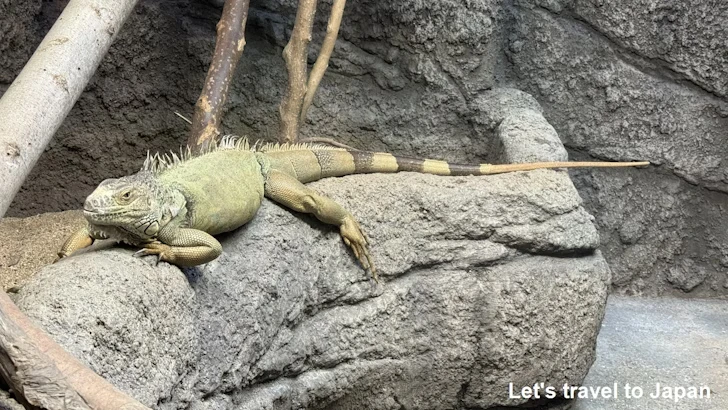 爬虫類エリア：東山動植物園自然動物館(7)