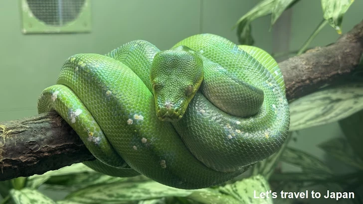 爬虫類エリア：東山動植物園自然動物館(8)