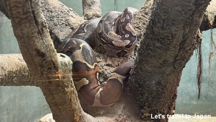 爬虫類エリア：東山動植物園自然動物館(9)