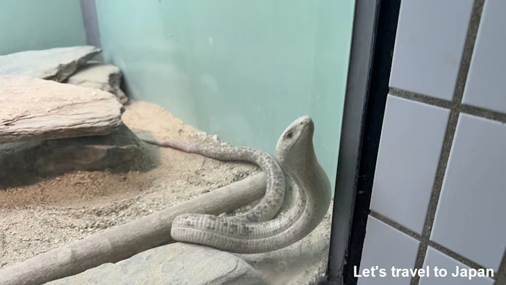爬虫類エリア：東山動植物園自然動物館(11)