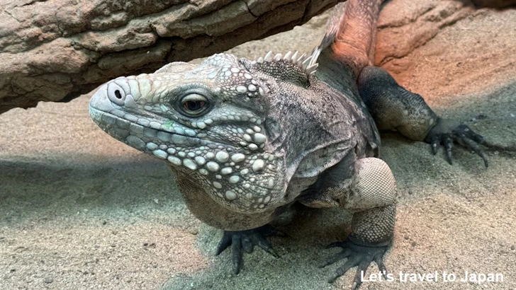 ケイマンイワイグアナ：自然動物館爬虫類エリア(2)