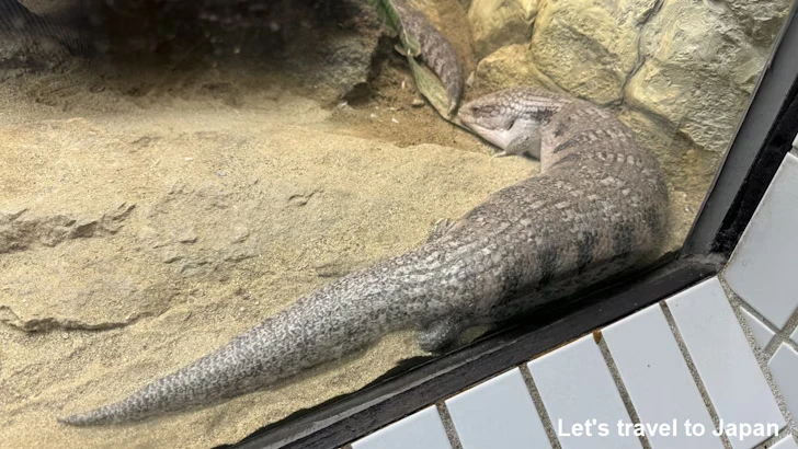 キタアオジタトカゲ：自然動物館爬虫類エリア(1)