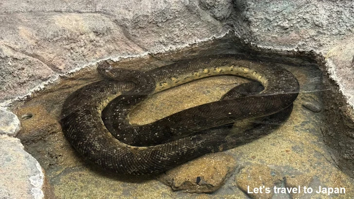 オオアナコンダ：自然動物館爬虫類エリア(4)