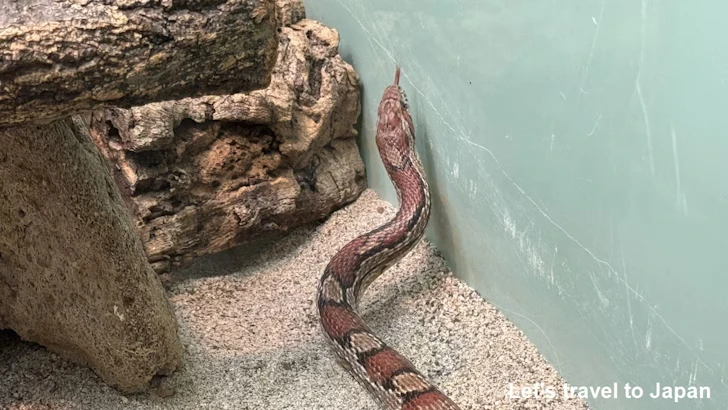 アカダイショウ：自然動物館爬虫類エリア(3)