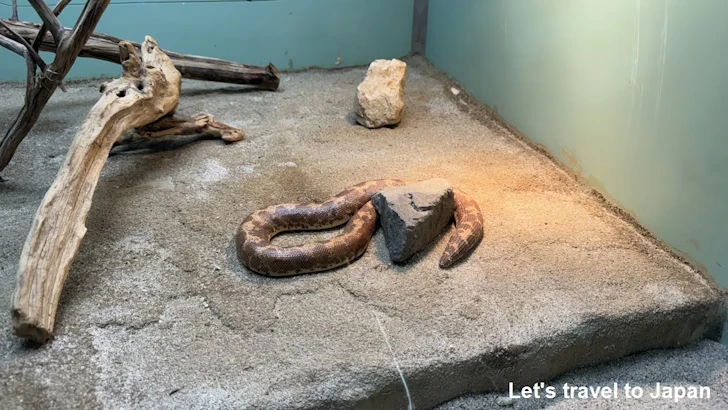 ケニアスナボア：自然動物館爬虫類エリア(1)