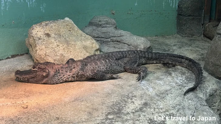 ヨウスコウワニ：自然動物館爬虫類エリア(4)
