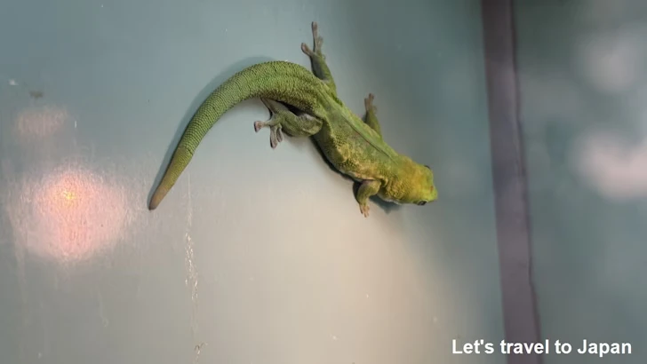 マダガスカルミドリヤモリ：自然動物館爬虫類エリア(2)
