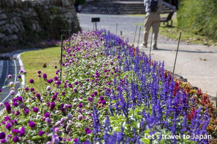 お花畑：東山植物園の見どころ(112)