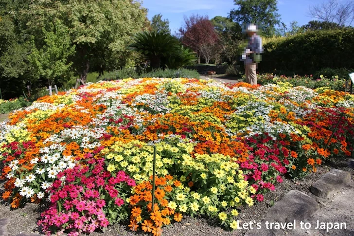 お花畑：東山植物園の見どころ(114)
