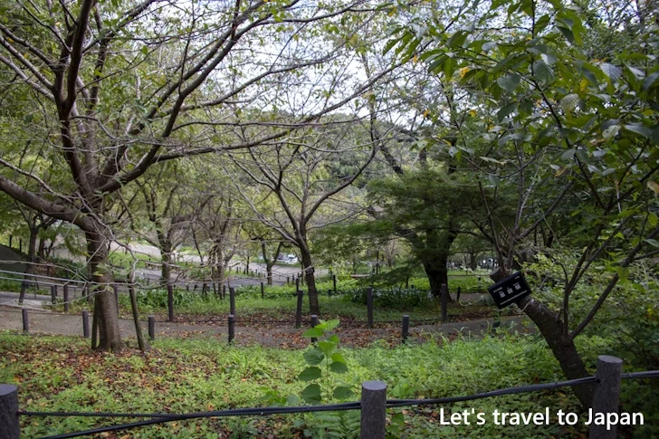 桜の回廊：東山植物園の見どころ(117)