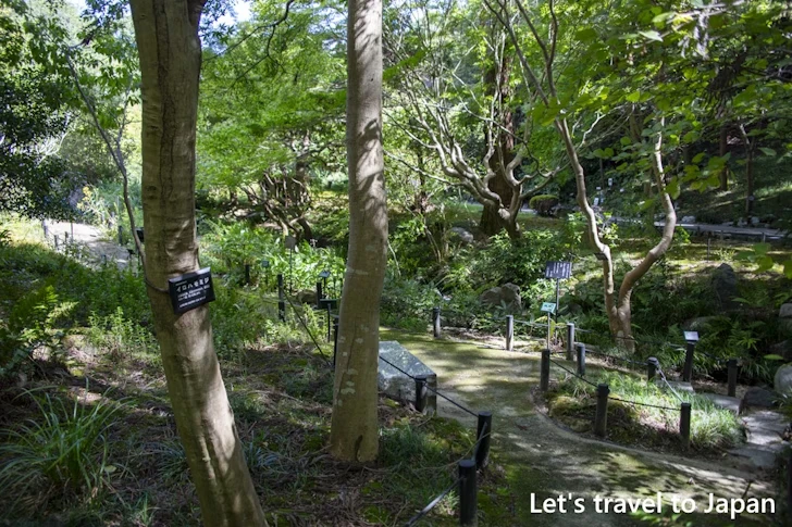 万葉の散歩道：東山植物園の見どころ(279)
