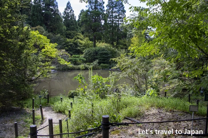 万葉の散歩道：東山植物園の見どころ(284)