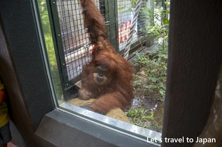スマトラオランウータン：東山動物園本園の見どころ(102)